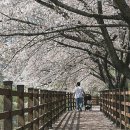 합천 벚꽃길♡남해 왕지마을 이미지