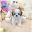 강아지분양 꽃강아지 중랑점 | 청결과 신뢰로 사랑받는 중화동강아지분양 꽃강아지중랑점 강아지분양