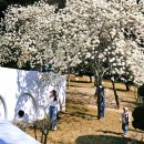 충혼탑 | 창원 충혼탑 목련 만개 실시간 후기