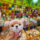 중원-63 | 2026 진해 군항제 후기｜여좌천 → 중원로터리 → 경화역 (주차 현실)