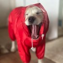 도그월드 | 중대형견 강아지 [도그월드]올인원 우비