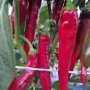 빛깔좋은. 고추가루/깨끗한고추가루 이미지