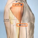【수양명대장경 〔手陽明大腸經〕】 《견우(肩髃)》 어깨를 지켜주는 곳 이미지