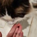 설재현 | 안티놀 래피드 강아지 고양이 슬개골 수술 관절 영양제로 지켜요