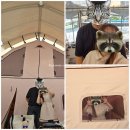 포천 글램핑 수영장 탁구대 놀거리 많고 깔끔한 운악산글램핑