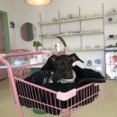 몽멍이들 이미지