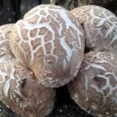 피내농장 이미지