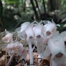 원종태의 거제도 자연생태 이야기 이미지