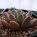 동미농장 이미지