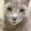 좋아하는 것을 더 열심히 좋아하기!