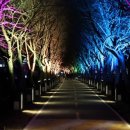 벚꽃길13 이미지