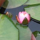 고택 수련 이미지