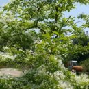 심스캐빈 이미지