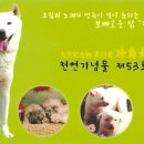 진도특산 티스토리