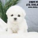 강아지랑 고양이 이미지