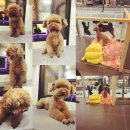 미사마이펫동물병원 이미지