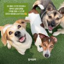 도그어스 플래닛 이미지