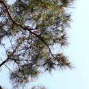 소나무꽃 송홧가루 폴폴~ 이미지