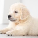 부산고양이분양 브라비펫 펫스테이션점 이미지