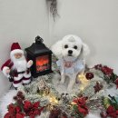 쉬리펫살롱 이미지