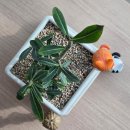 라니 플랜츠