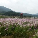 경남 하동 북천 코스모스 축제 이미지