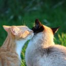 낭만그루밍 이미지