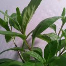 새순2농장 이미지