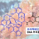 멍게가 이미지
