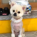 루루는포메 이미지