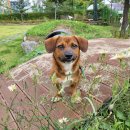 경기켄넬 이미지