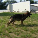 밍키애견 이미지