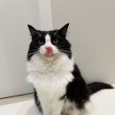 달고양이 | 디팡 폴딩매트 한 달 사용 후기 / 고양이매트