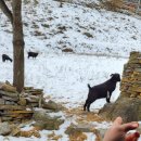 청정목장2 이미지