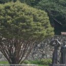 이영춘「풀잎」 이미지