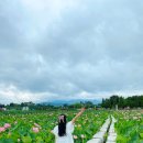 법수면공설운동장 | 경남 7월 여행지 추천 / 함안 여행 가볼만한곳 함안연꽃테마파크 (+강주 해바라기 마을)