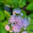 오늘, 정원 이미지