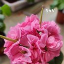 빛나쥬 이미지