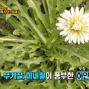 민들레 - 성북구 한천로80길 9-1 | 민들레