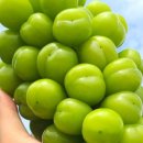 위드농장 이미지