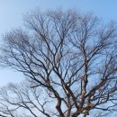 연정(신녕) 이미지