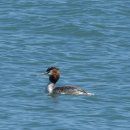 낙동강오리알 이미지