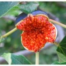 무화과나무 이미지