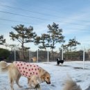 GPS 애견학교 이미지