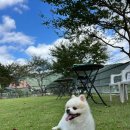 산호애견미용실 이미지