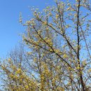 레드라볶이찜닭 | 2024_03 (3)