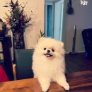 더힐링동물병원 이미지