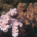 제주연안 연산호 군락지 이미지