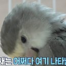학계농장 Daum카페