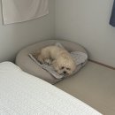 백호베드 이미지